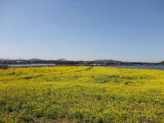 済州島の菜の花